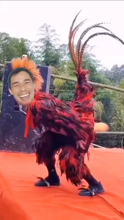 Chú gà hài hước