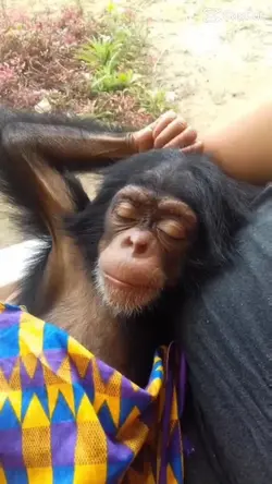 MONKEY SLEEPING