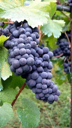 Grape harvest 2024