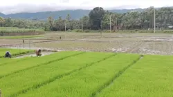 village nature