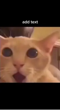 shocked cat template