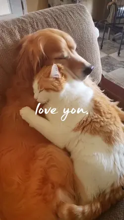Cat and Dog