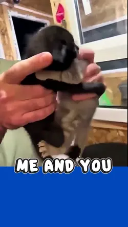 Cat: Ying and Yang 