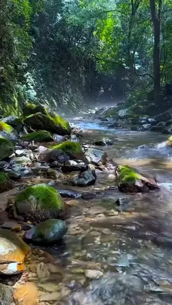 suara alam
