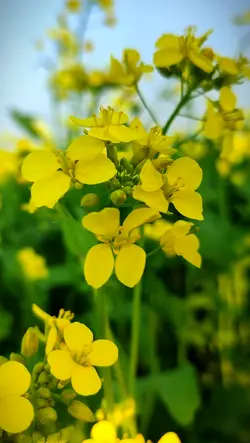 সরিষা ফুলের সৌন্দর। 
