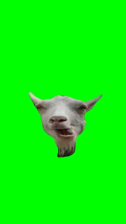 Goat Chewing