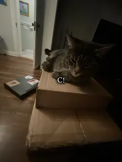 coco!