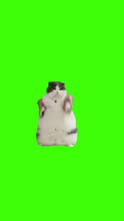 chat danse du ventre