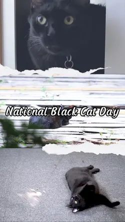 Black Cat Day
