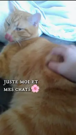 mes chats