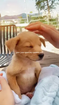 Puppy Camera Roll