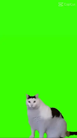 cat meme greenscreen