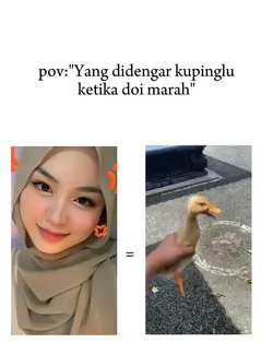 Saat doi marah,cobai