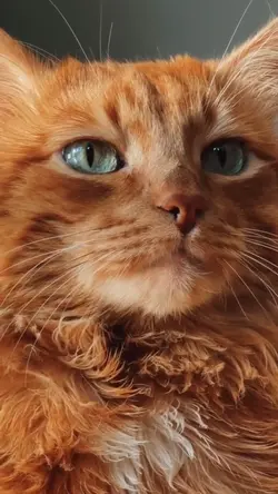cat sad vibes