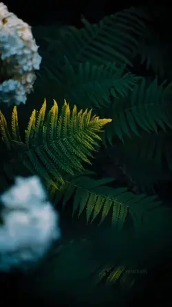 cinematic video
