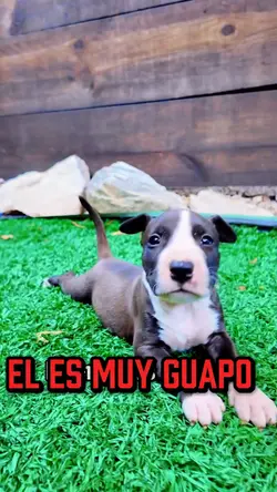 Es muy guapo
