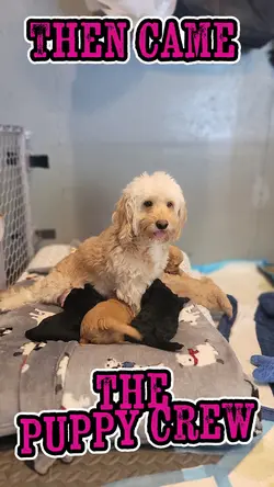 Then New Puppy Crew