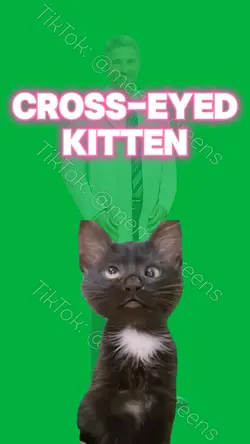 CROSS-EYED KITTEN