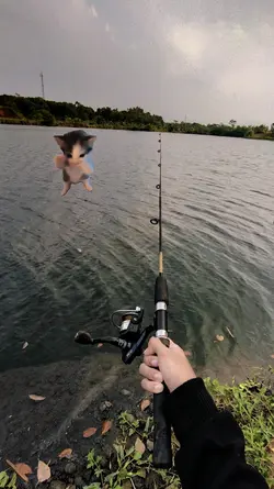 mancing mania filter