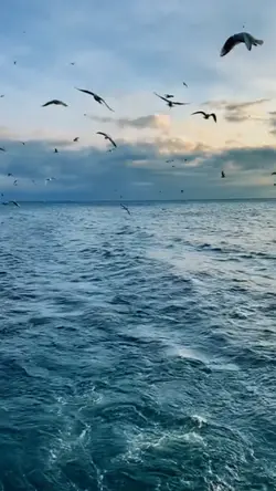 Turkey sad slowmo 