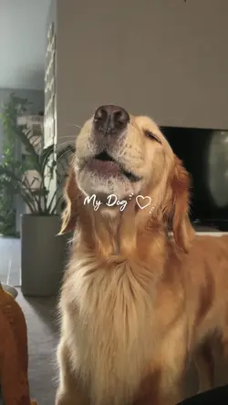 My dog 