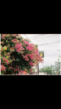 Film photography 