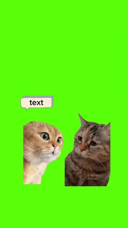 cat conversation 