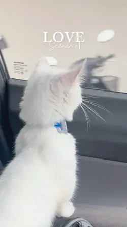 Love Scenario 😻 Pets