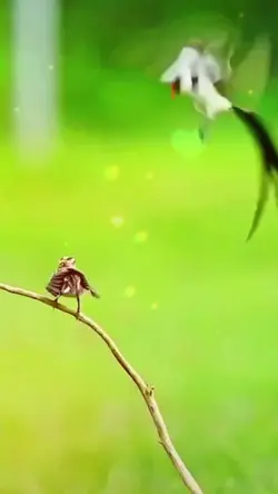 Hòa tấu