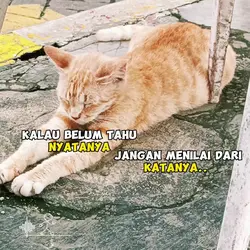 status harian