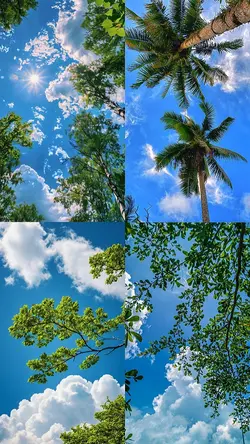 Tree & clouds