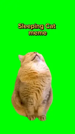 Sleeping Cat