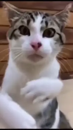 boxing cat 