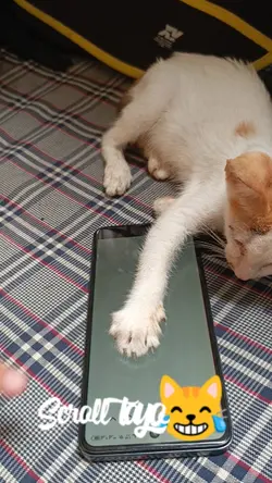 Newgen Cat