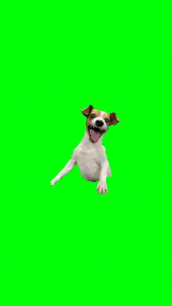 LAUGHING DOG