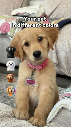 Pet in colors 