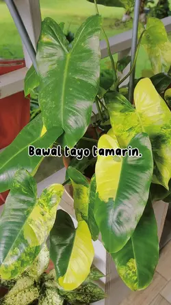 bawal ang tamad 