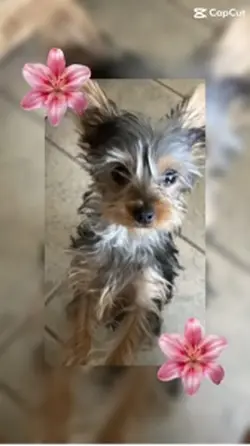 La bella bella