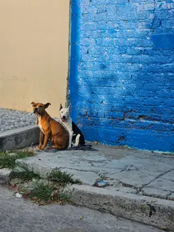 l love dogs