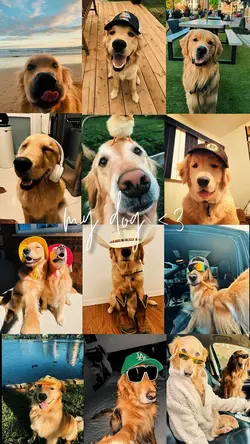My dog ❤️🩹