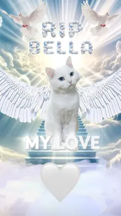 RIP MY ANGEL CAT