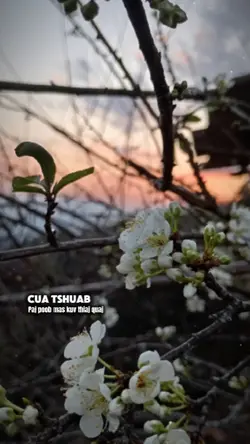 Cua tshuab paj poob 