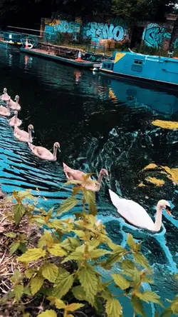 Swans serenity 