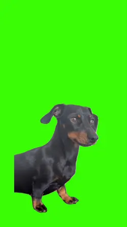 Dog/Cachorro