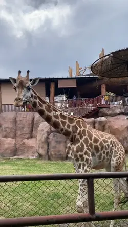 zoo day