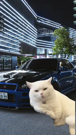 Turbo Cat Song