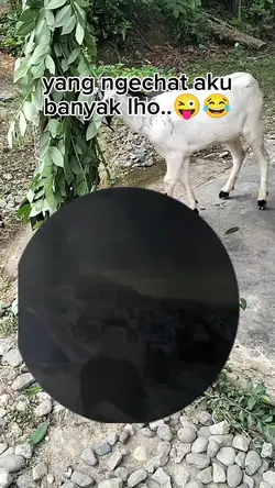 banyak chat aku