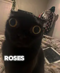 Roses are-