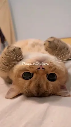 Meine süße Katze