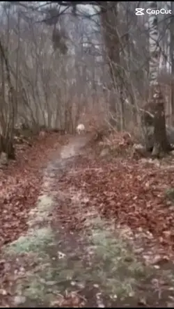 Serce z kamienia